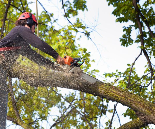 Tree Pruning With Chainsaw
