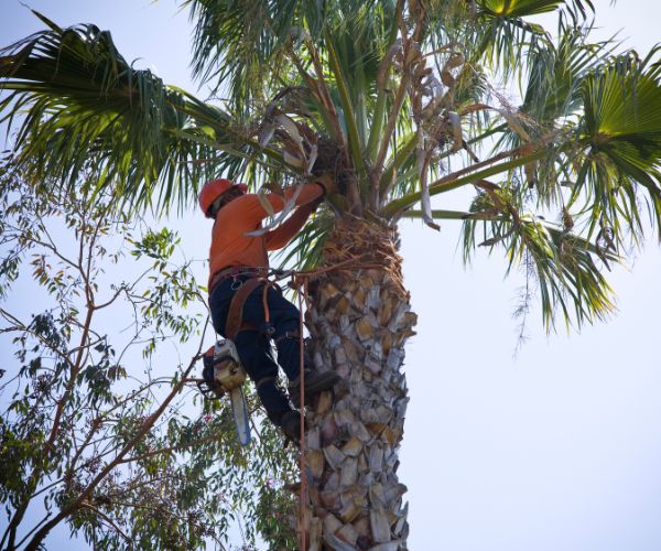 Palm Tree Removal And Cleaning