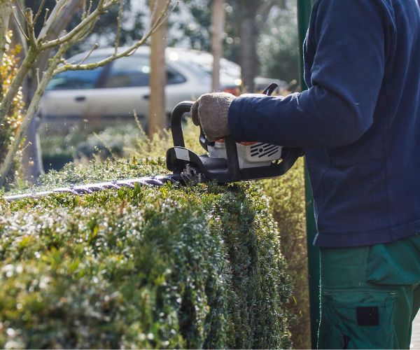 Professional Hedge Pruning