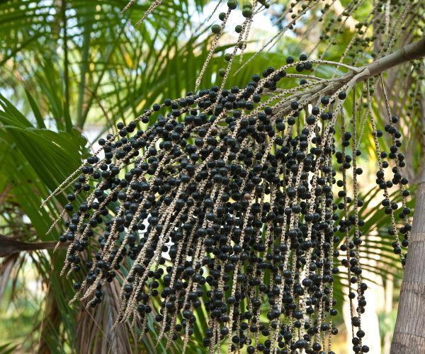 Palm Trees berries