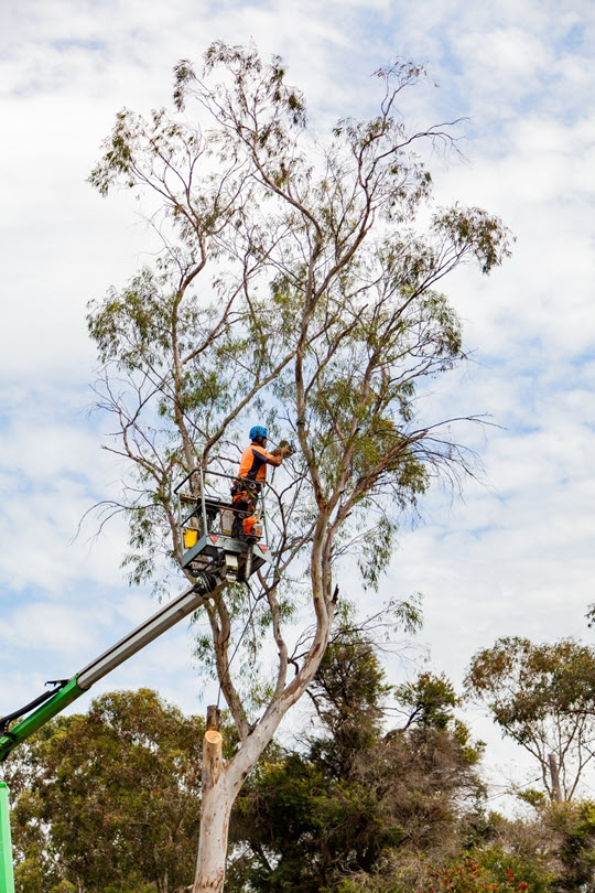 Brisbane Tree Removal Large Gum Tree