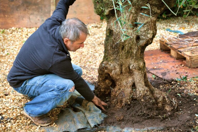 Tips for Planting a Mature or Advanced Tree