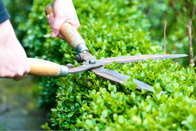 Tree Pruning vs Tree Trimming | Tree Health & Aesthetics For Your Brisbane Backyard