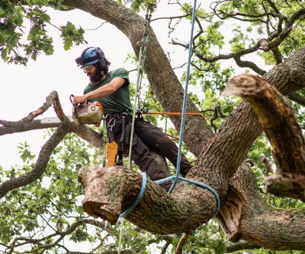 Tree Removal Brisbane expert